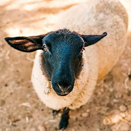 La Tenuta Di Santo Stefano Agri & منتجع